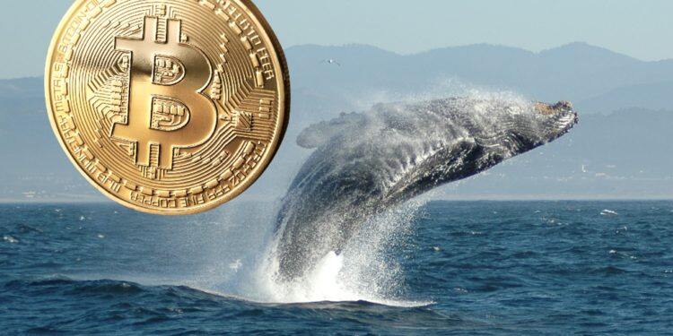 沉睡9年1万枚比特币流向币安、Kraken 巨鲸获利或超1.94亿美元-第1张图片-币安app官方下载最新版
