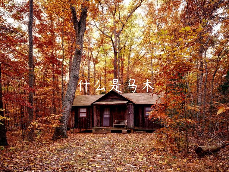 什么是乌木-第1张图片-币安app下载