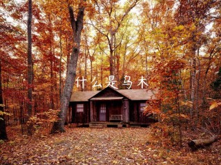 什么是乌木