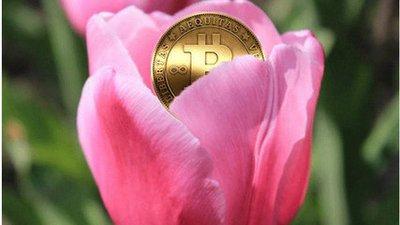 荷兰 郁金香事件,荷兰郁金香事件给投资者的启示-第1张图片-币安app下载